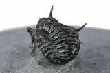 Rare, Proetid (Otarionella) Trilobite - Jebel Oudriss, Morocco #254083-4